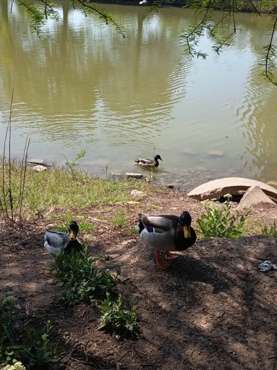 Tizia simpatica |-/ tweet media