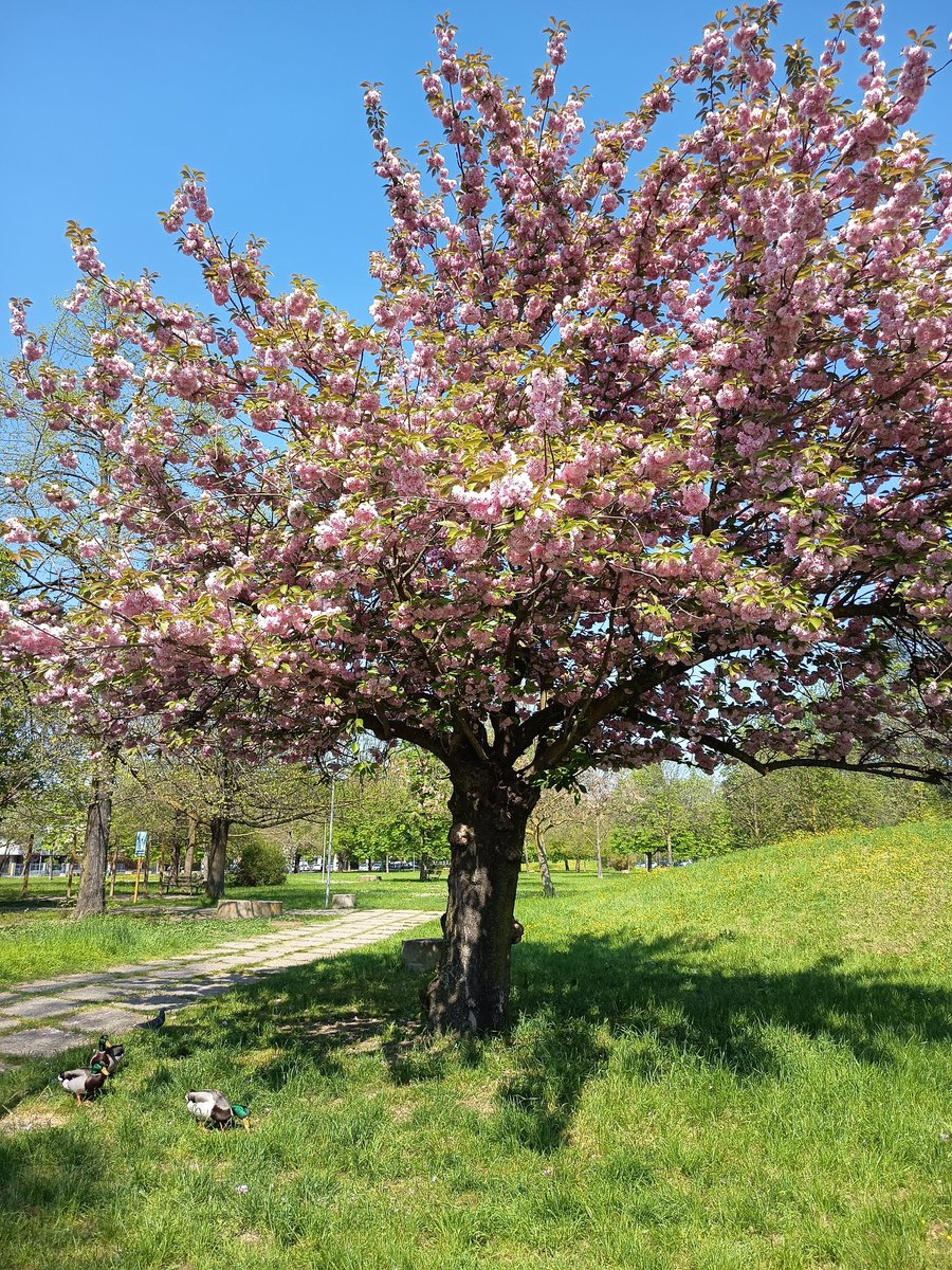 Tizia simpatica |-/ tweet media