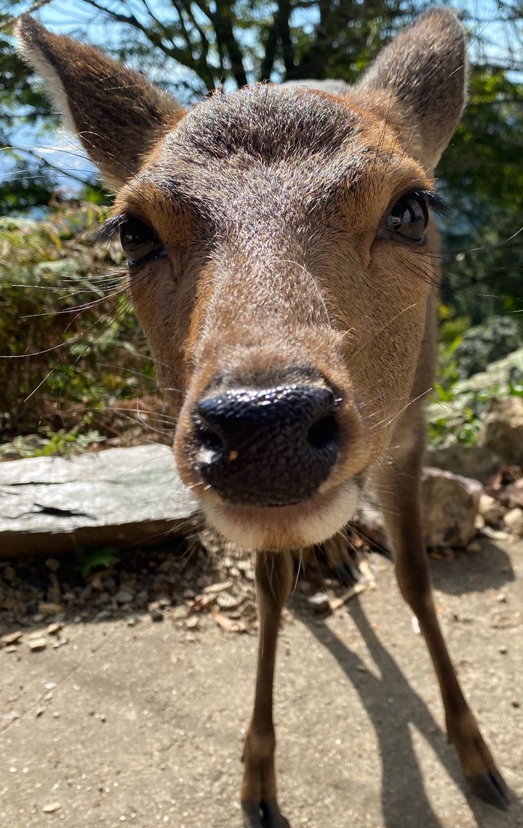 月輪寺【公式】 tweet media