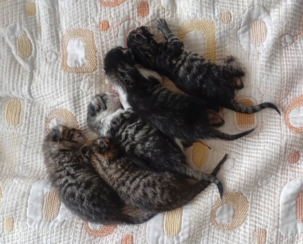 Henüz 3 günlükler. Acil kedi süt anne aranıyor. İstanbul’da. Şu an ev-iş yollarda idare edilmeye çalışılıyor yalnız bırakılamadığı için.