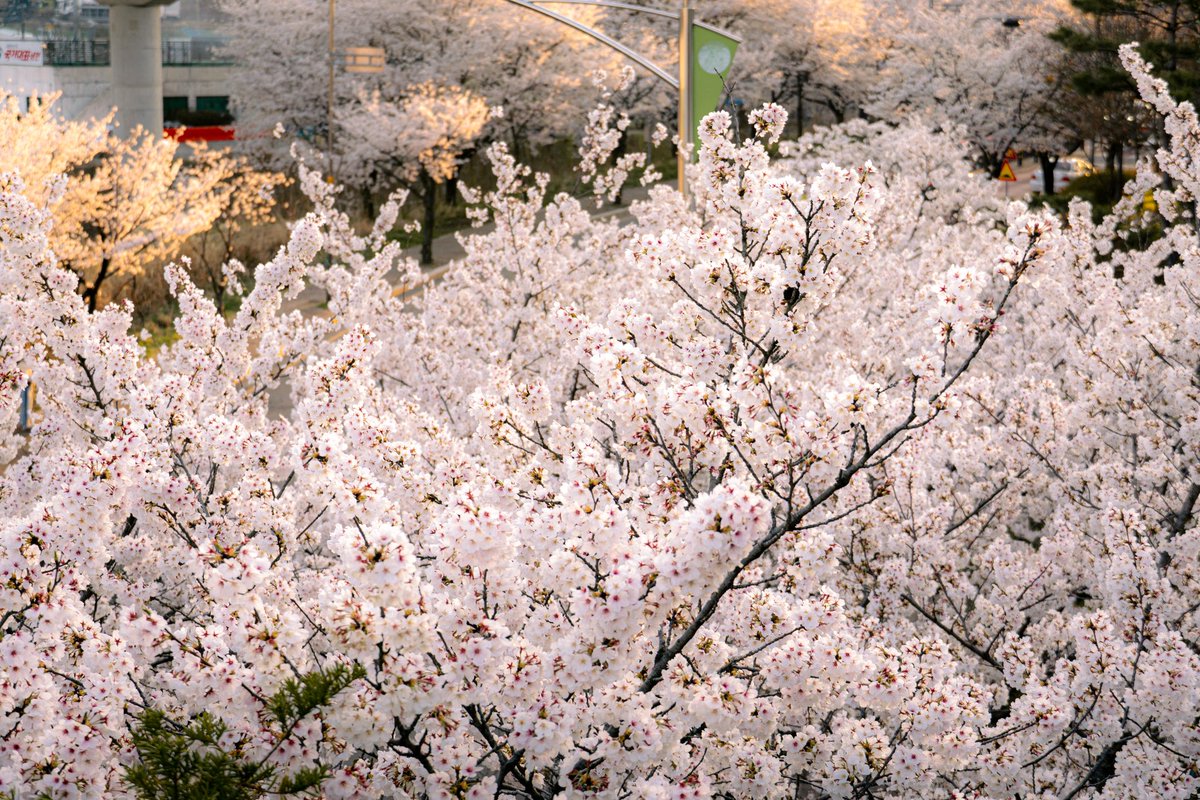 naheulz's tweet photo. 우리 동네 벚꽃 짱 예쁨 https://t.co/E3I5rc7c2k