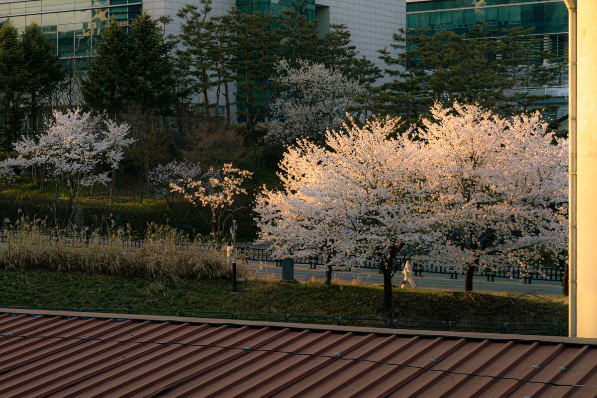 naheulz's tweet photo. 우리 동네 벚꽃 짱 예쁨 https://t.co/E3I5rc7c2k