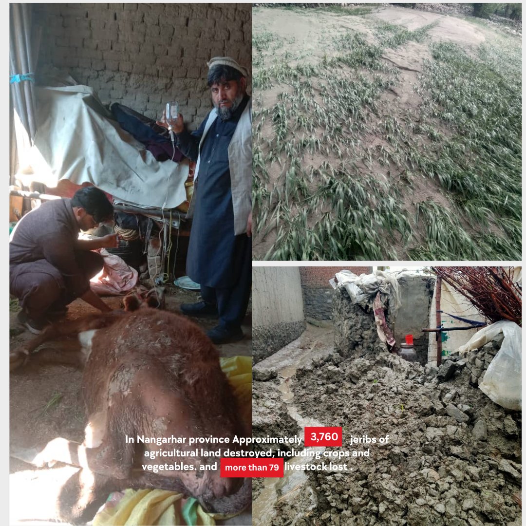 ActionAid_Afg's tweet photo. Deadly floods have devastated 25+ provinces,110 lives lost, 5,000 homes destroyed. Families face hunger, disease &amp; loss of income amid an ongoing crisis. AAA calls for urgent, flexible funding to deliver shelter, water, food &amp; cash,@UN_STFA @OCHAAfg @FCDOGovUK https://t.co/zmeekDfnQK