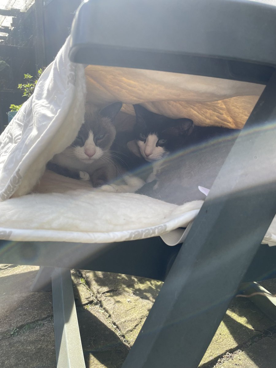 Snowshoes van Sil🐾🐈⬛🐾🐈⬛💞 tweet media