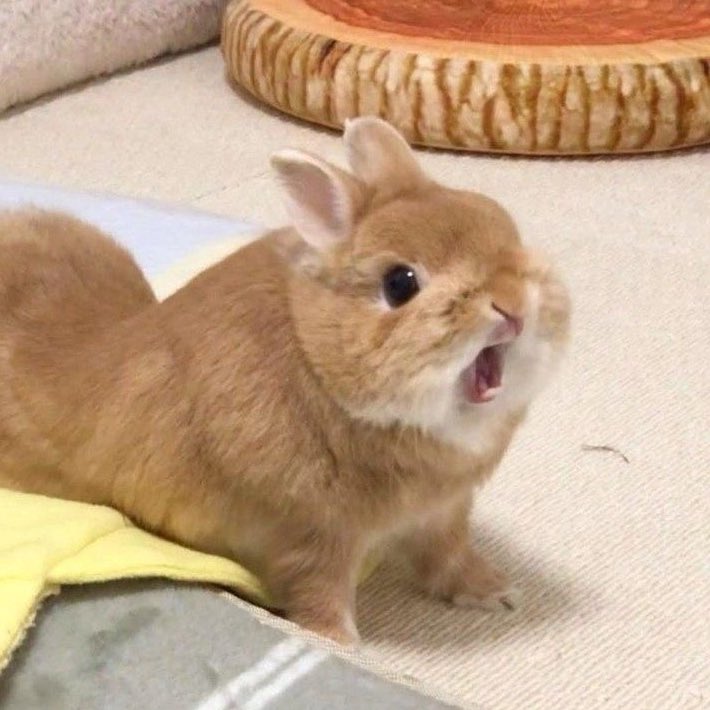 𝑒𝑙𝑙𝑖𝑒 𓏲 ๋࣭ ࣪ ˖🌸 tweet media