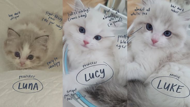 exa ; joki tugas dan desain ฅ^•ﻌ•^ฅ tweet media