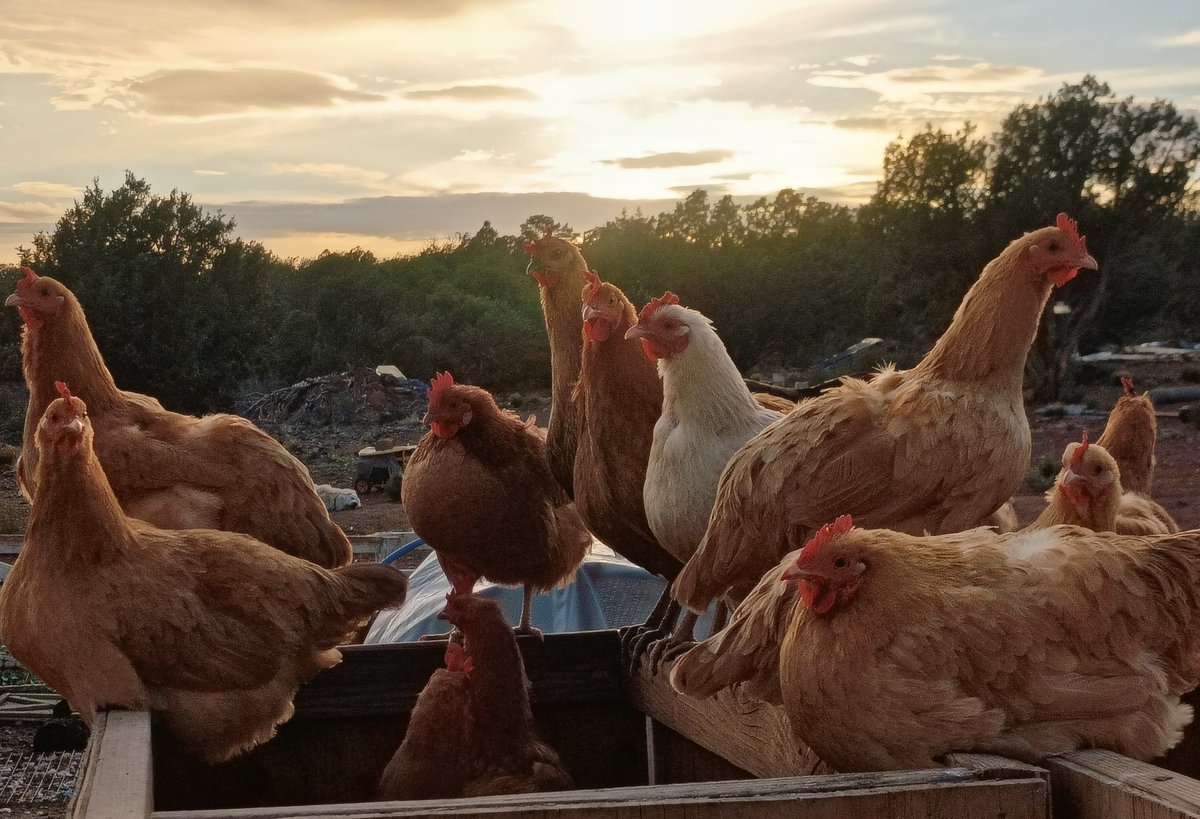 Cimarron Ranch - 1776 tweet media