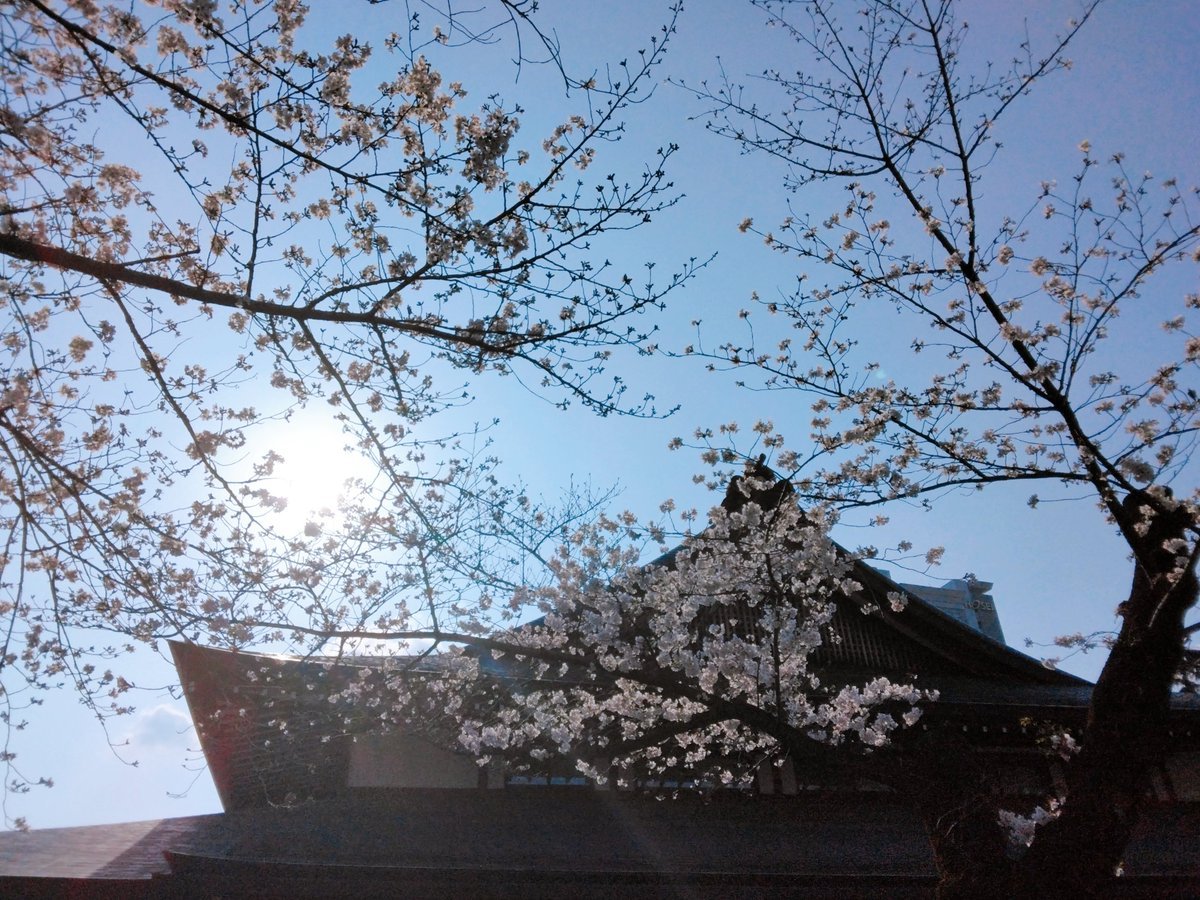 Nashi0502's tweet photo. 〜桜を愛でよう期間🌸2026〜
いろんな光に照らされて、それぞれ違った趣きでした🍡 https://t.co/h8grke2syv