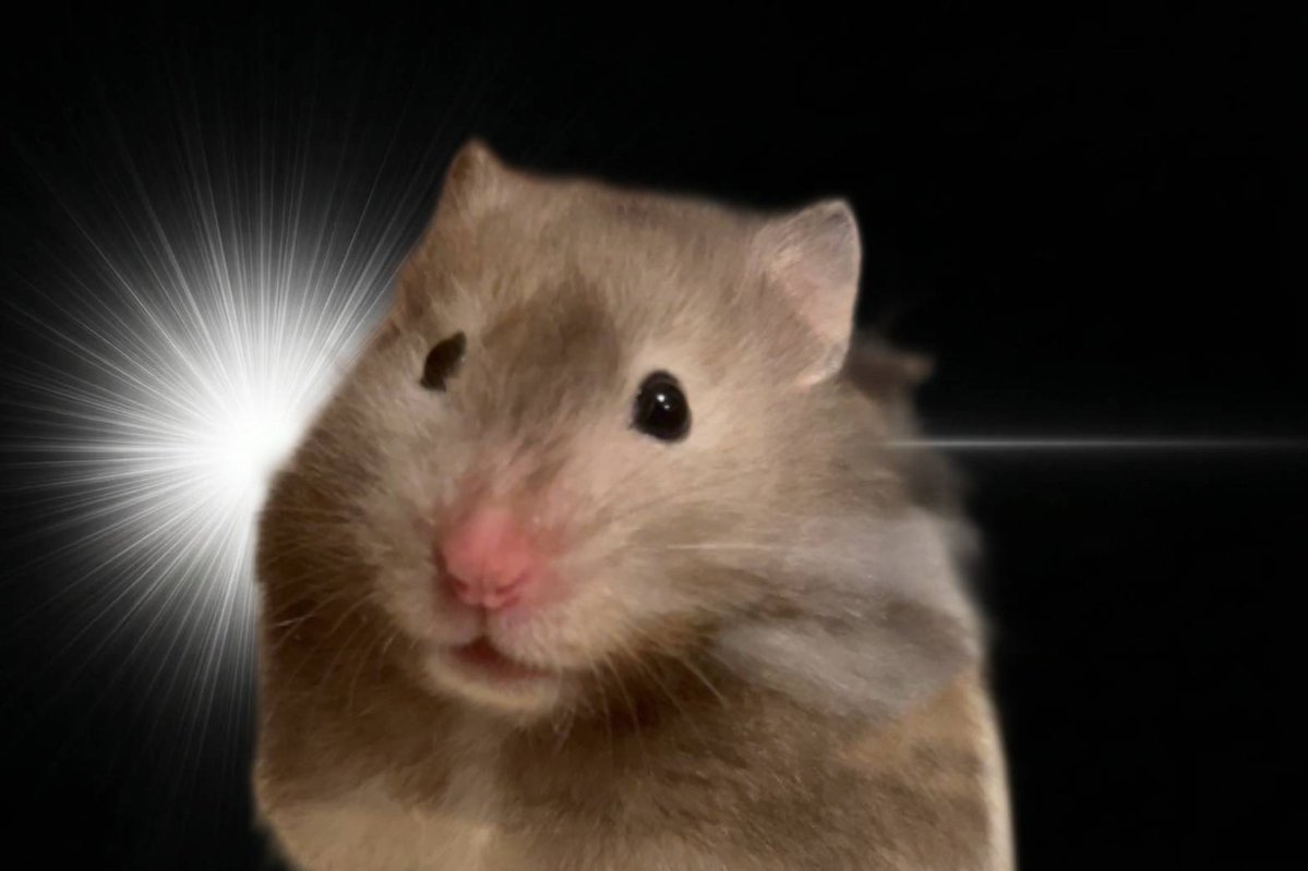 モルちゃん＆センちゃん tweet media