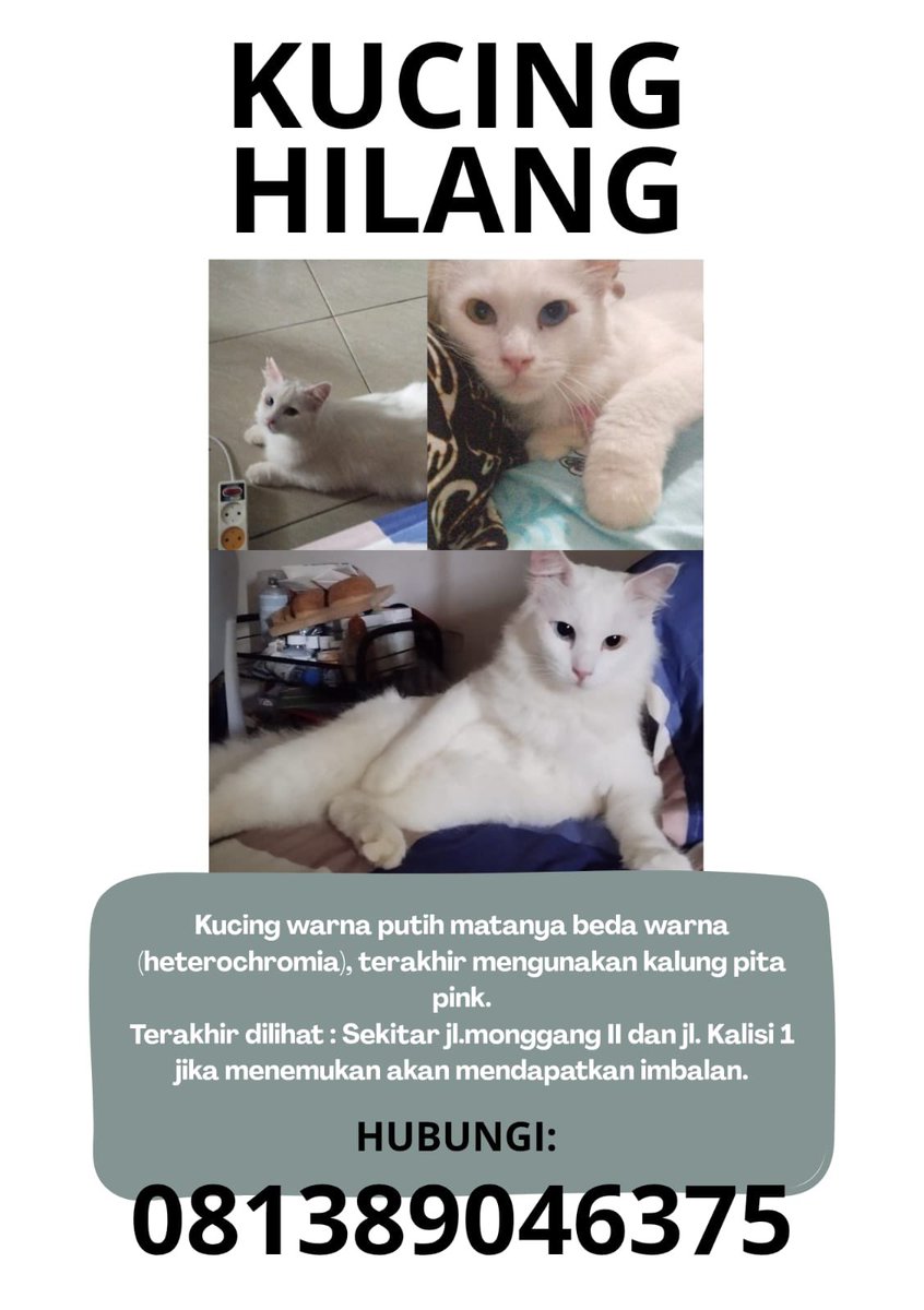 Bantu share &amp; cari kucing teman aku dong guys, kucingnya belom pulang +- seminggu.. 

Makasih ya orang baik🥺