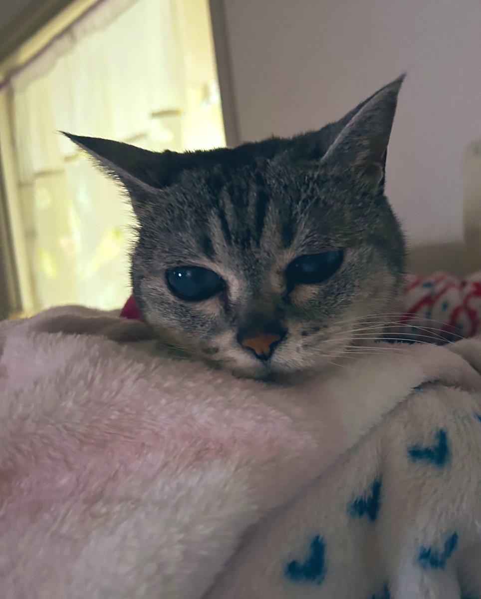 うーたん 今日も病院🏥がんばりました 連日病院🏥だったから疲れちゃったよね。 ごめんね。明日はゆっくり休んでね。 体重少し落ちてしまった ...