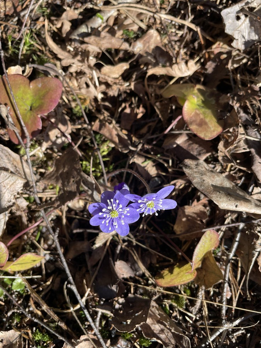 Sinivuokot kukkii👏