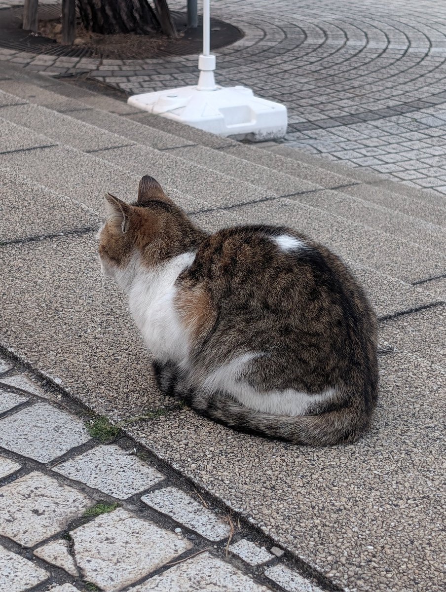 大橋 怜(おおはし れい） tweet media