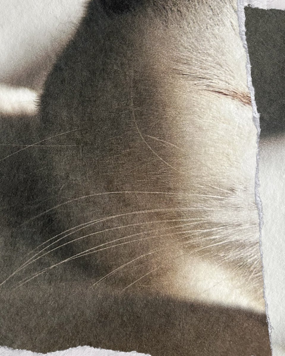 秋吉美波 Minami Akiyoshi tweet media