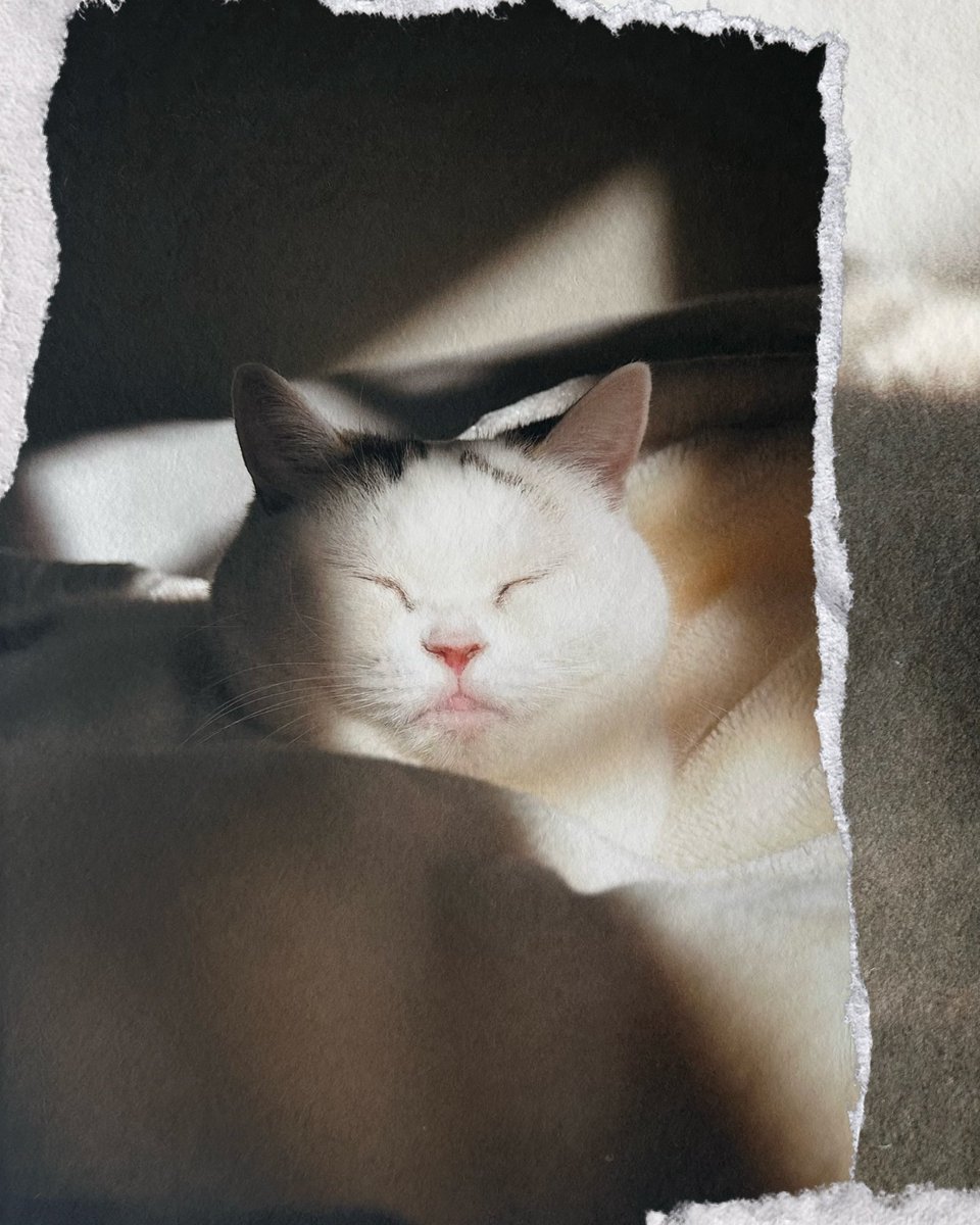 秋吉美波 Minami Akiyoshi tweet media