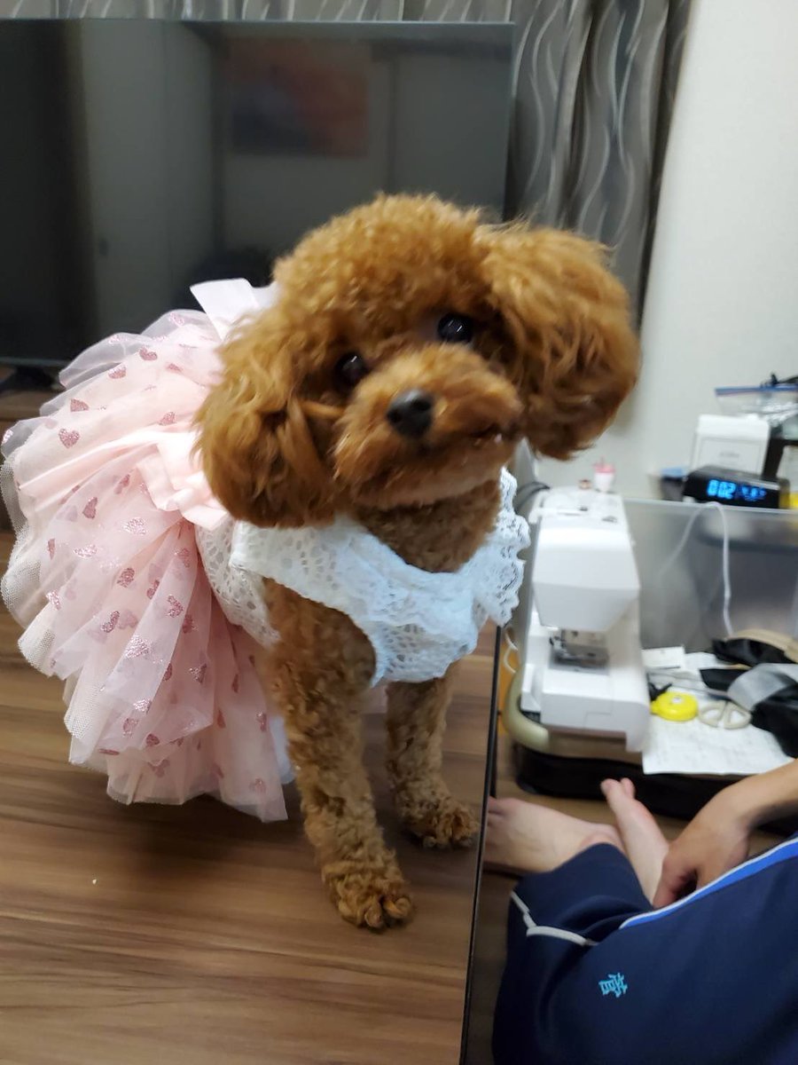 5123haruka's tweet photo. 昨日はミアちゃんの一歳の誕生日でした！
これからも元気で可愛いミアちゃんでいてね❤️ https://t.co/lvkwMvatdK