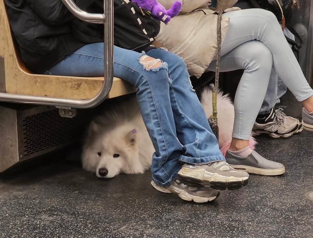 SubwayCreatures's tweet photo. https://t.co/4RiraX6hD7
