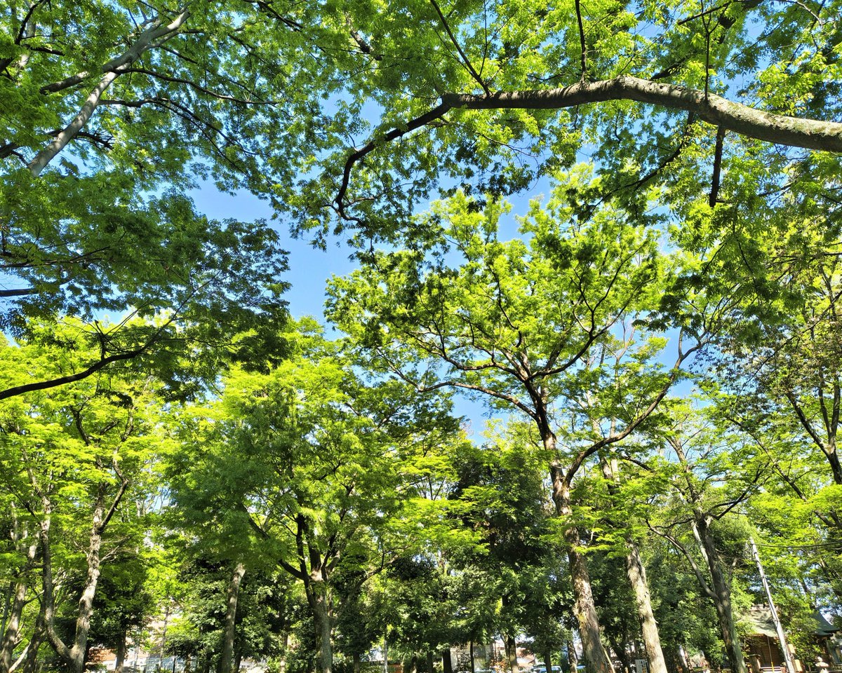 髙井 順子 tweet media