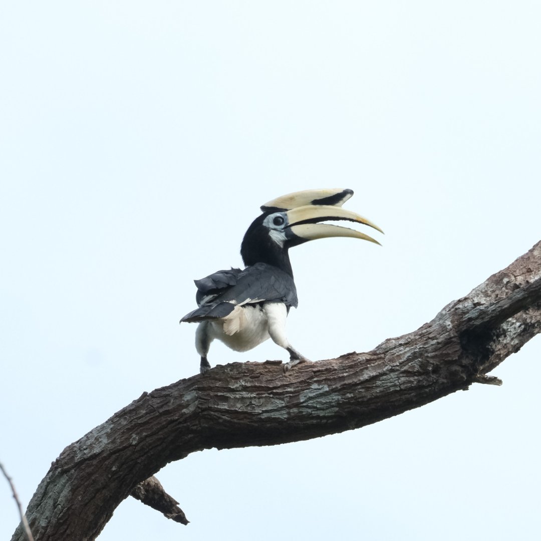 Katingan Mentaya Project English tweet media