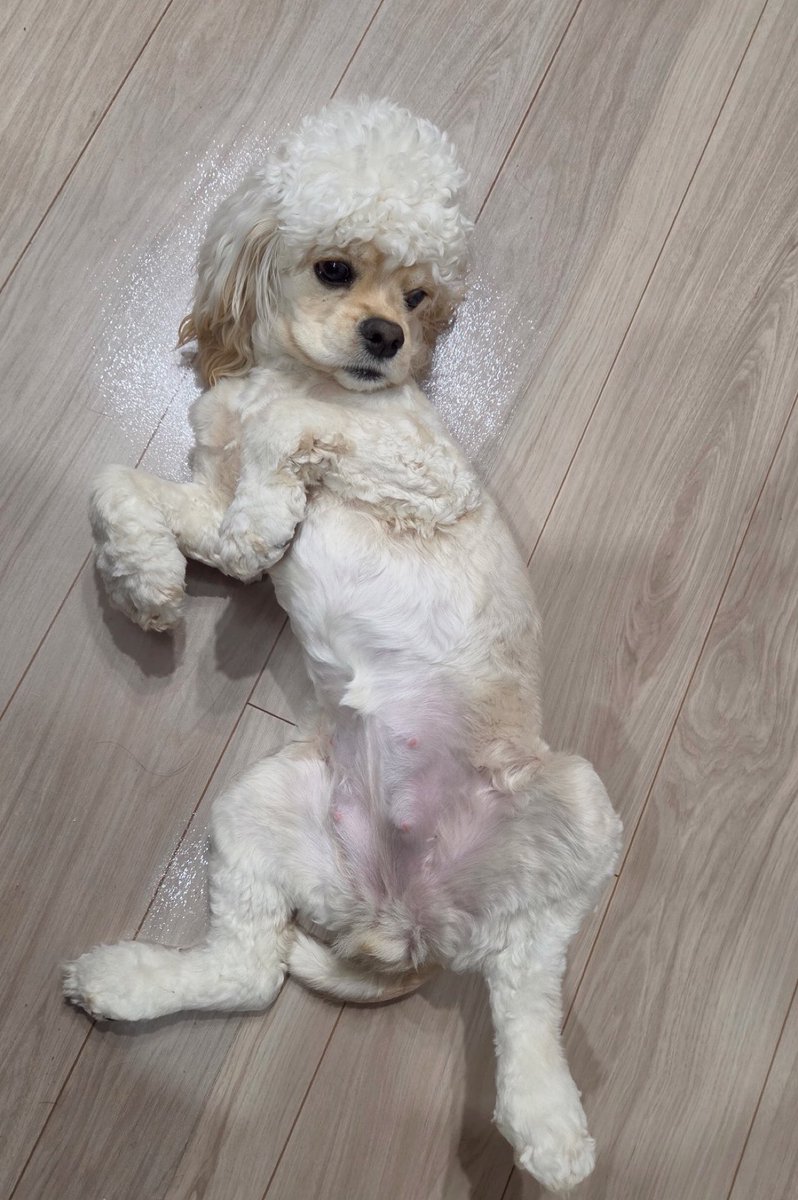 アホ毛のパル tweet media