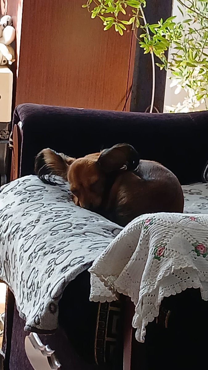 Опять эта Кисимяка tweet media