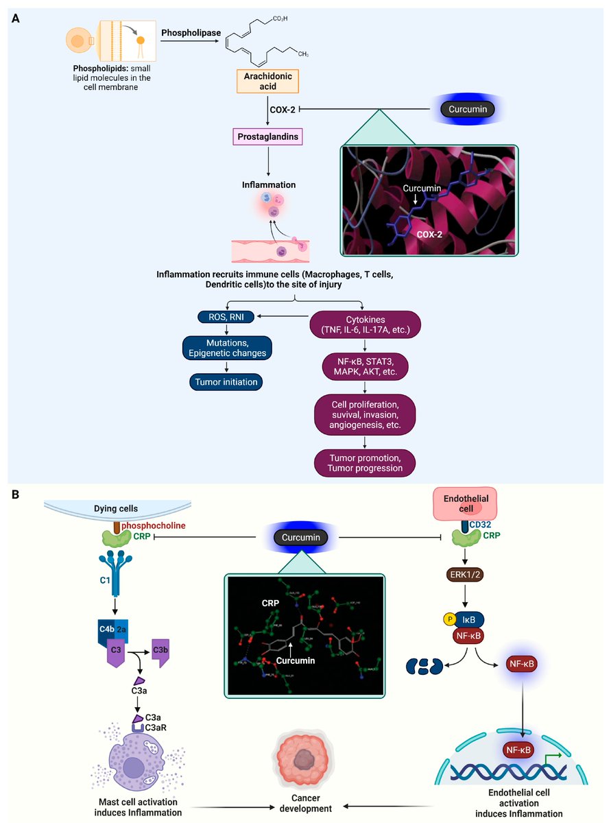 IJMS_MDPI's tweet image. 💡Check out our article related to the Hot Topics "#Curcumin"

📕Curcumin in Cancer and Inflammation: An In-Depth Exploration of Molecular Interactions, Therapeutic Potentials, and the Role in Disease Management

🧑‍🔬by Dong-Oh Moon

🔗mdpi.com/1422-0067/25/5…

#OpenAccess #MDPIIJMS