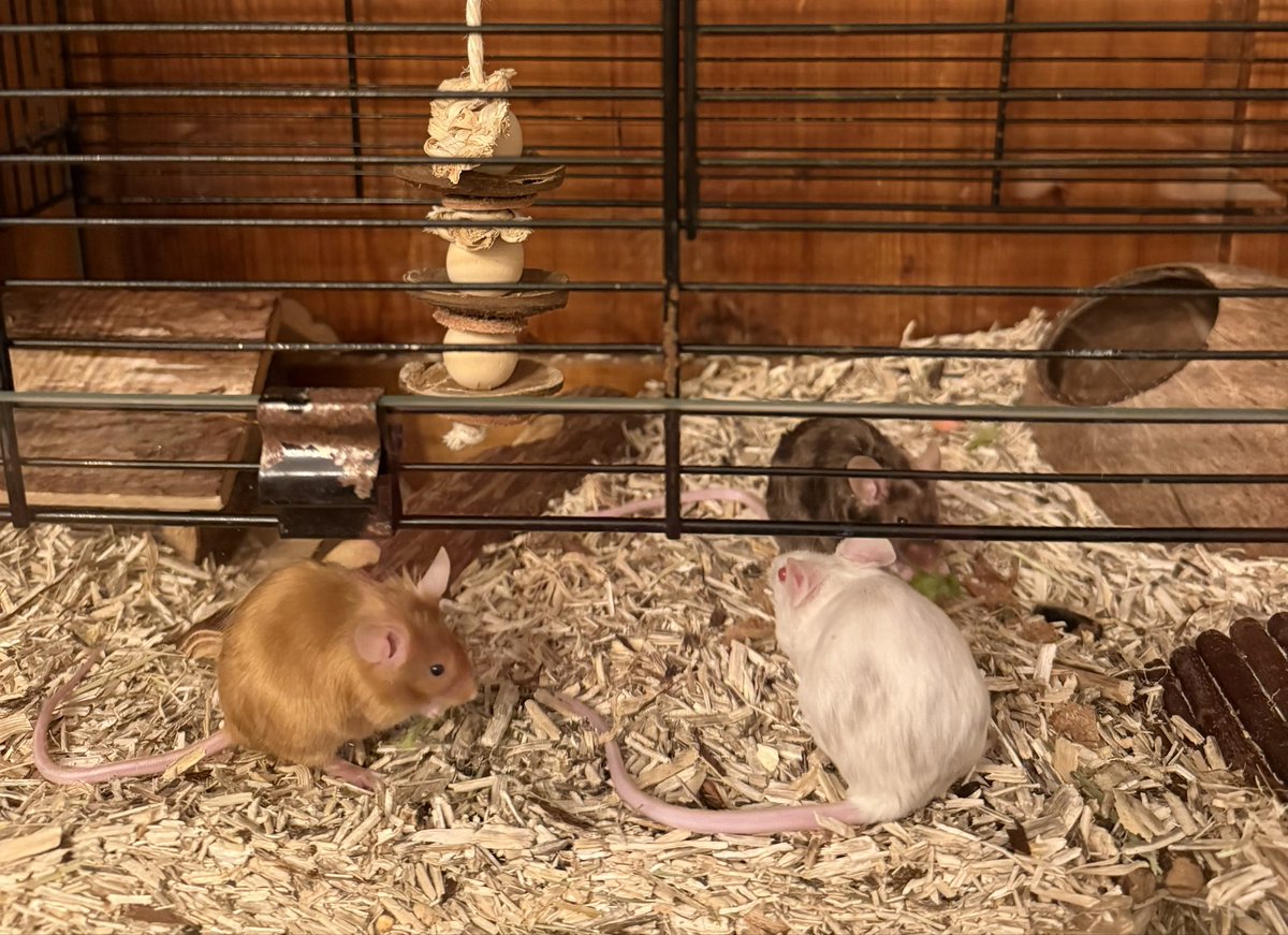 PetraWetering tweet media