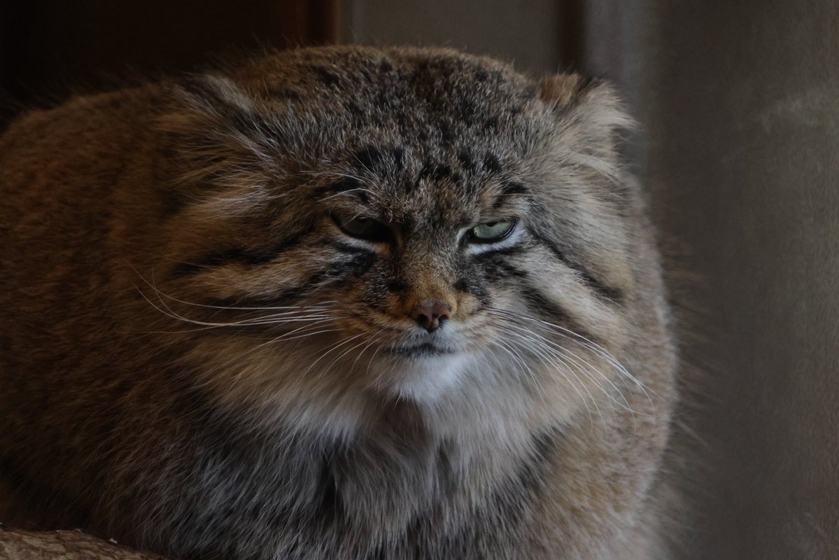 あっぴ tweet media