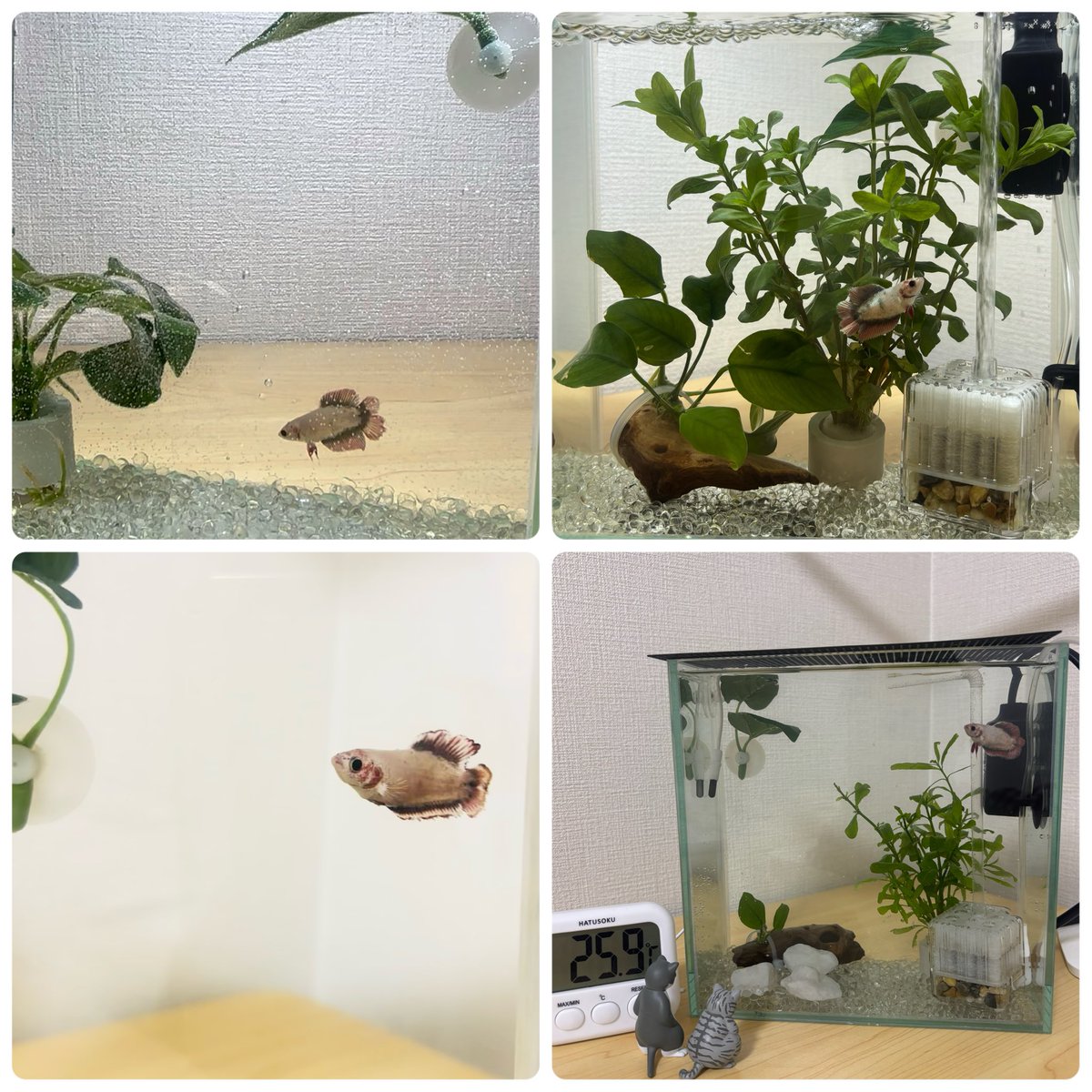 ベタが水槽から飛び出して
塩浴させたから
水草が貧弱になった
だいぶヒレが戻ってきた
早く右上にもどるといいな．