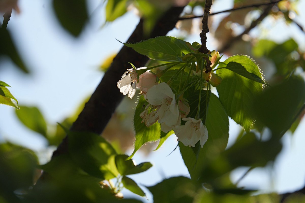 ばってりーよしだ@HWS CANINE tweet media