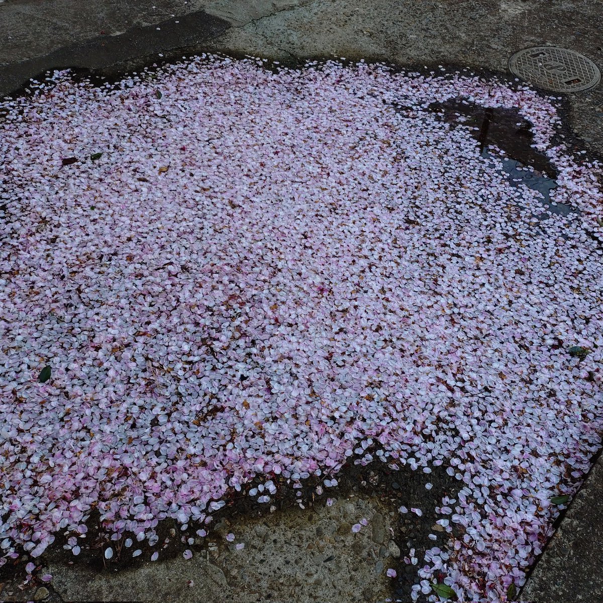 Mako-Metal tweet media