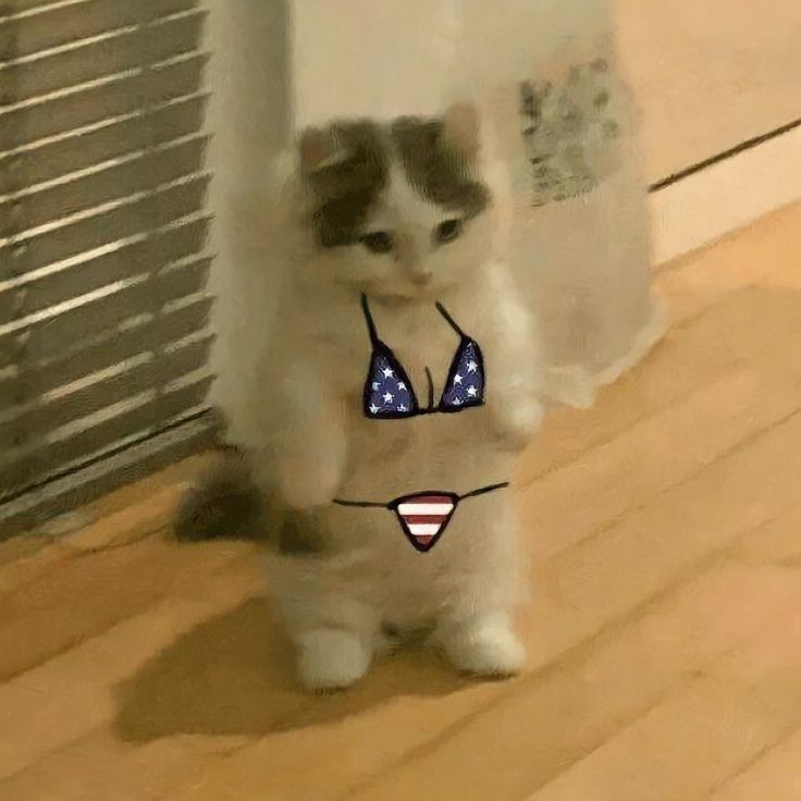 قمر تشان tweet media