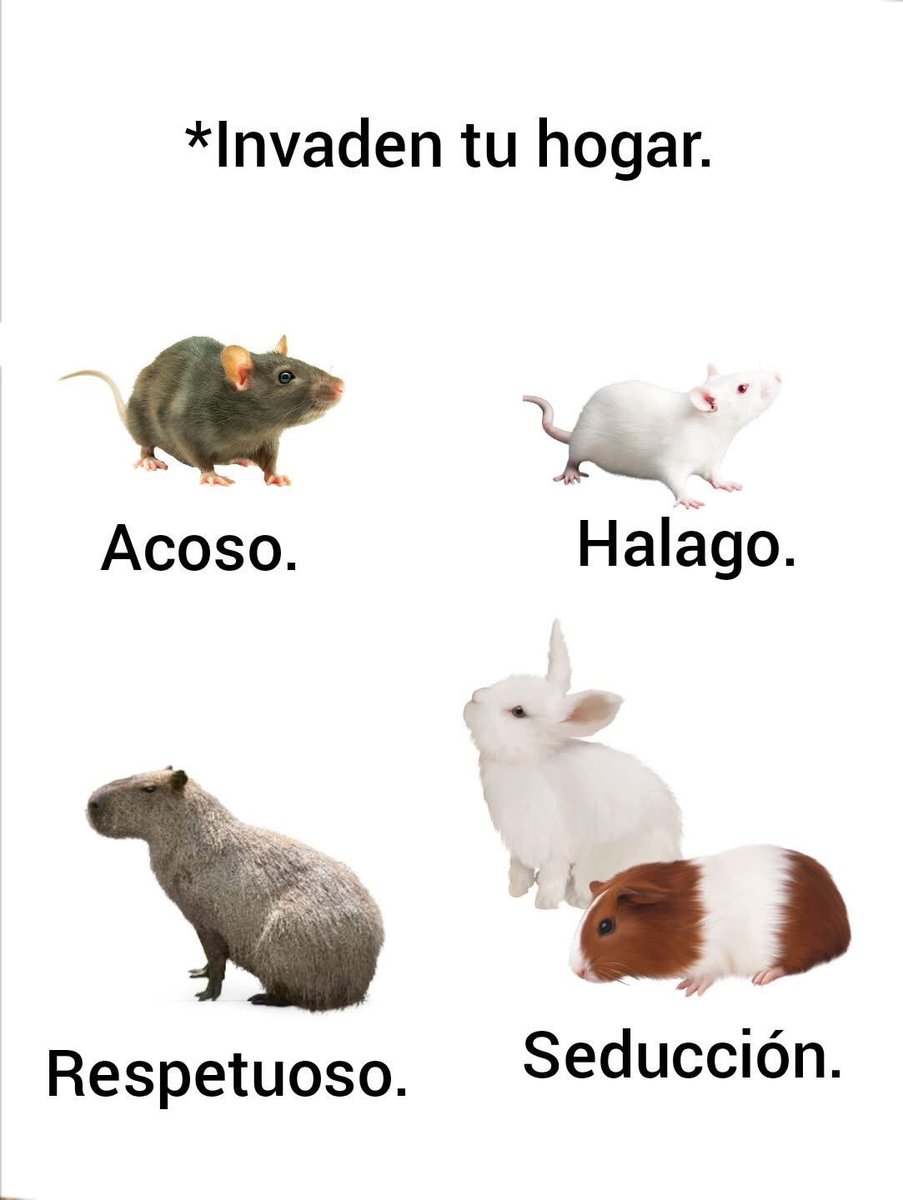 Carmillo Castiyo tweet media