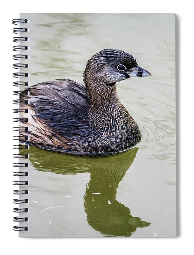 DebraMartz's tweet image. This spiral notebook with a Pied-billed Grebe Reflecting On the Water would be the perfect gift for a #BirdLover to use for field notes!

debra-martz.pixels.com/featured/pied-…

#spiral #notebook #PiedBilled #Grebe #bird #giftideas @debramartz #feathered friends #notes #writing #journaling
