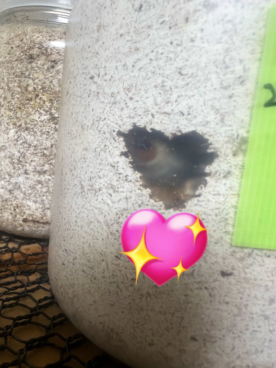 えんかうんと tweet media