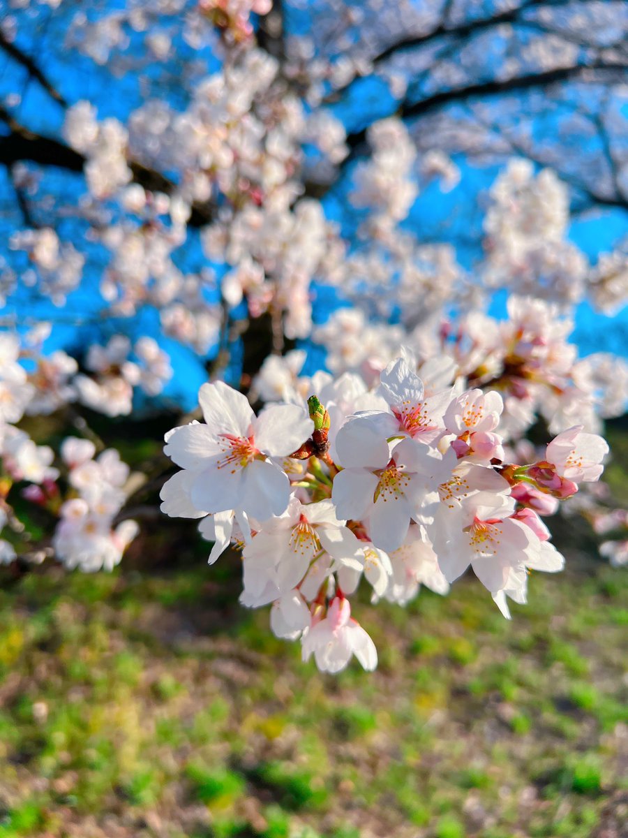ガクット🌙ムーン小林 tweet media
