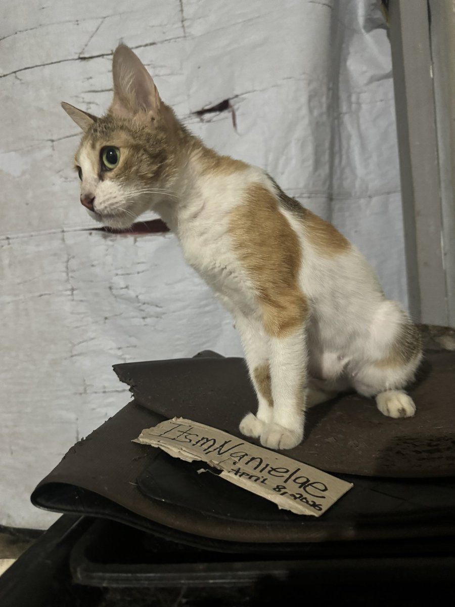 Dear friends,

I'm seeking help for my 4-year-old cat, Raven, who has a life-threatening lump in her stomach. She's lost weight, has no appetite, and is in pain 🥹. Surgery is urgent. Any donations or shares would help. Prayers for her recovery are appreciated 🙏.

Thankyou.🙇