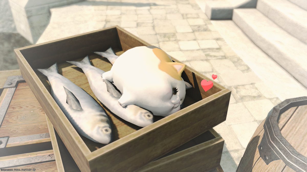 とき@ユニコーン鯖🜸 tweet media