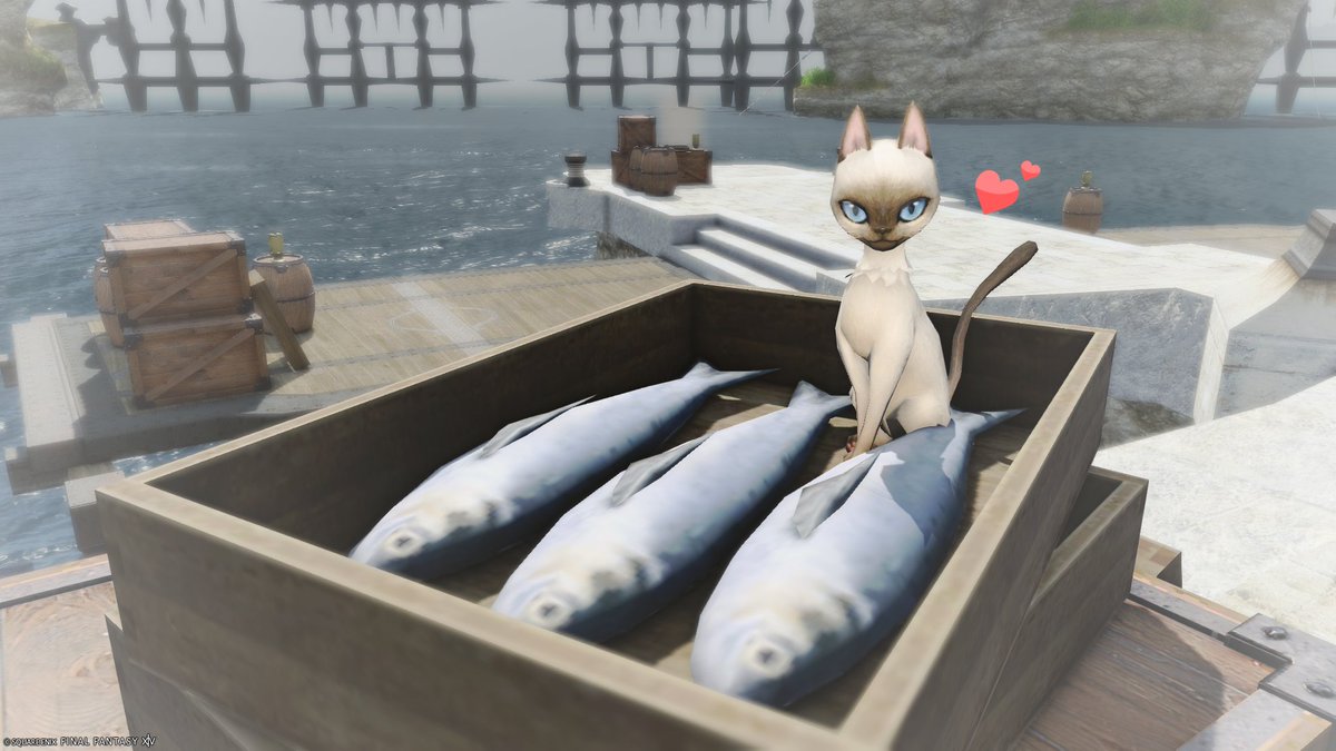 とき@ユニコーン鯖🜸 tweet media