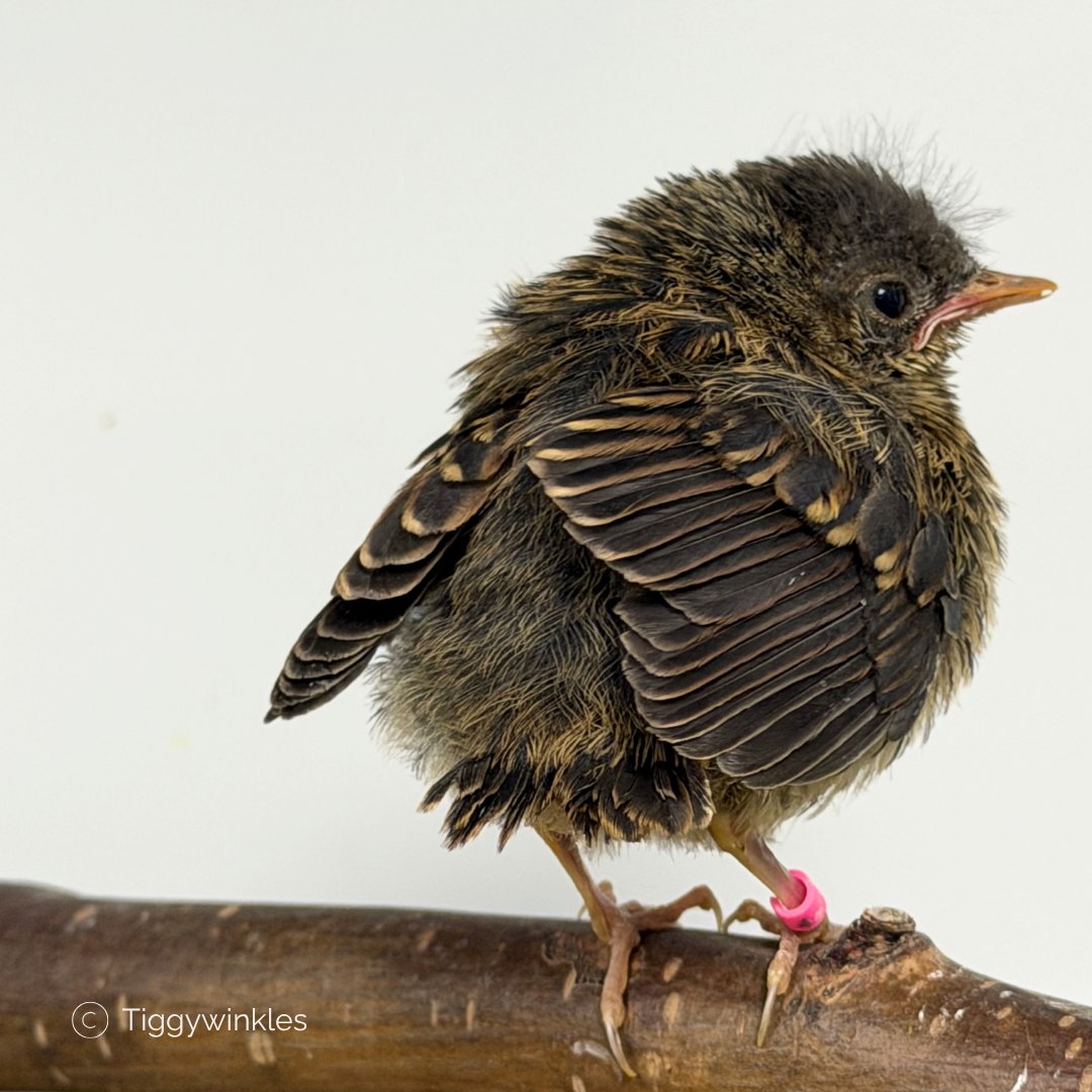 Tiggywinkles tweet media