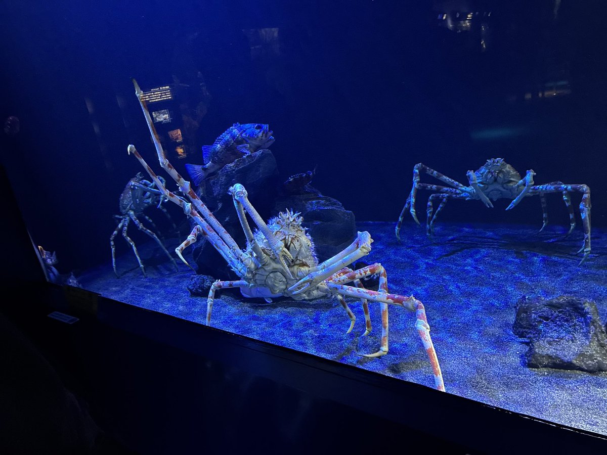 ちこりー@穴熊暮らし tweet media