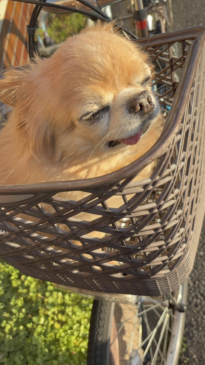 くどみ(みそ) tweet media