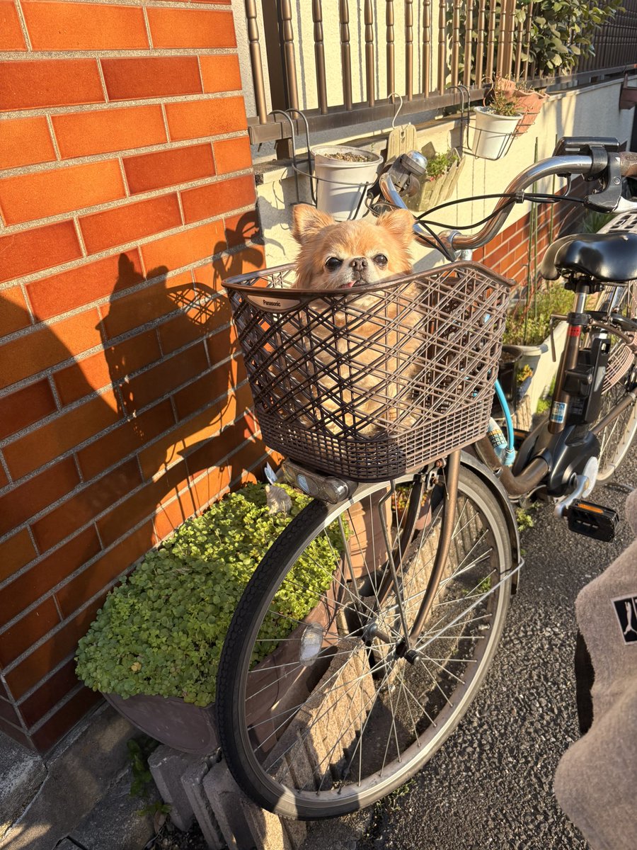 くどみ(みそ) tweet media