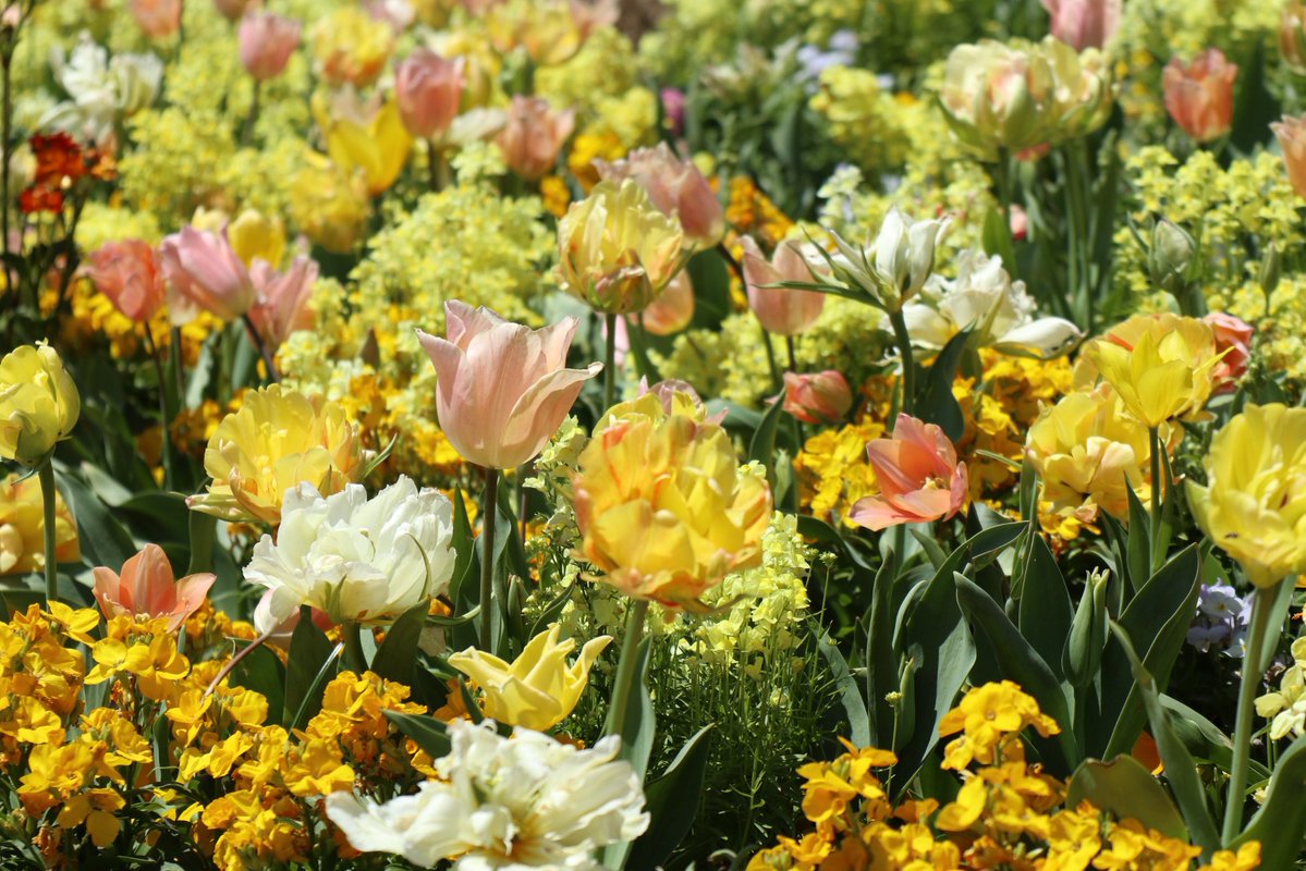 つむぎ tweet media