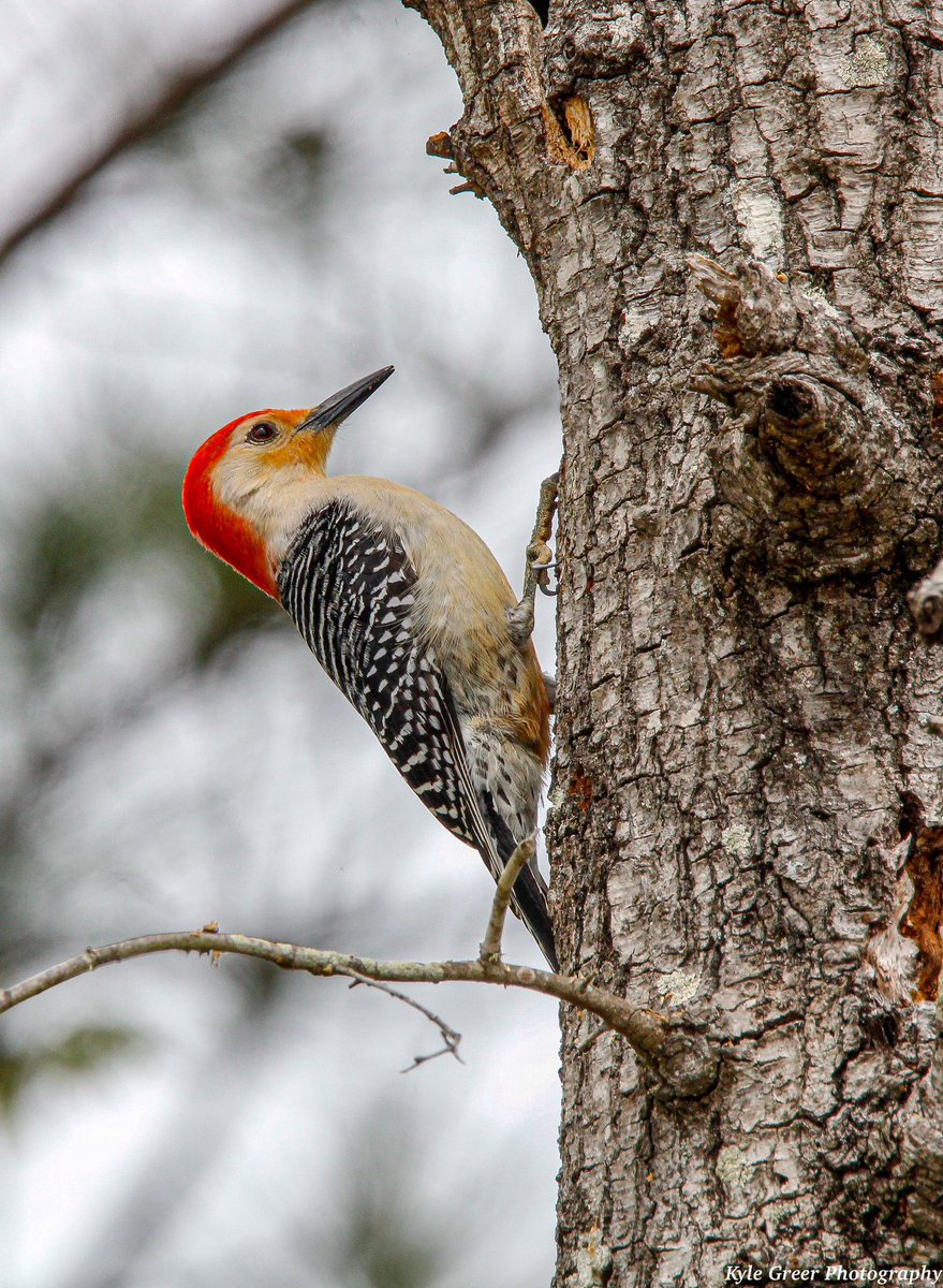 Kyle Greer tweet media