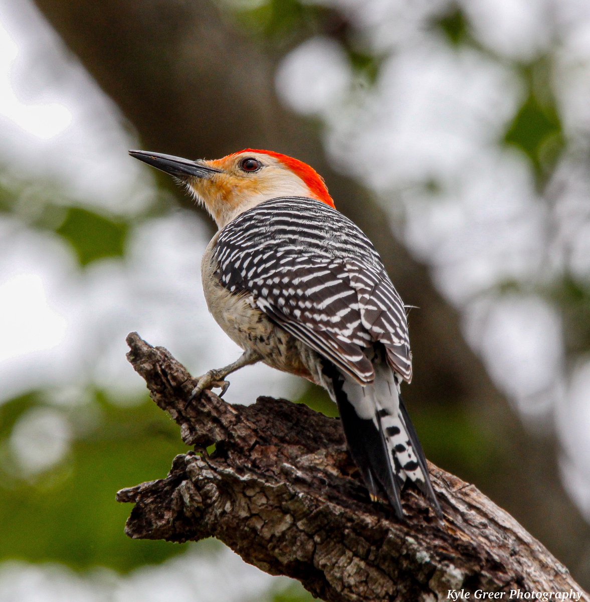 Kyle Greer tweet media