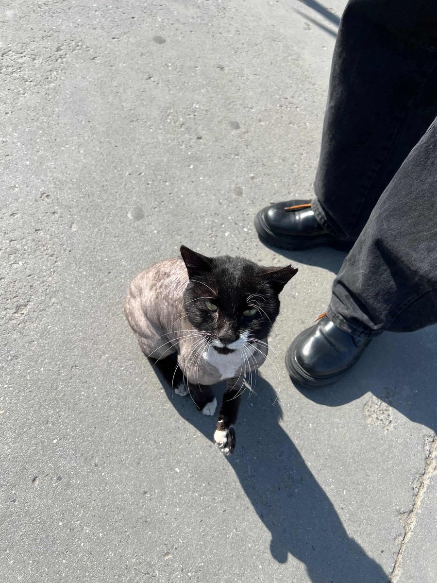 çitlembik zeyno tweet media