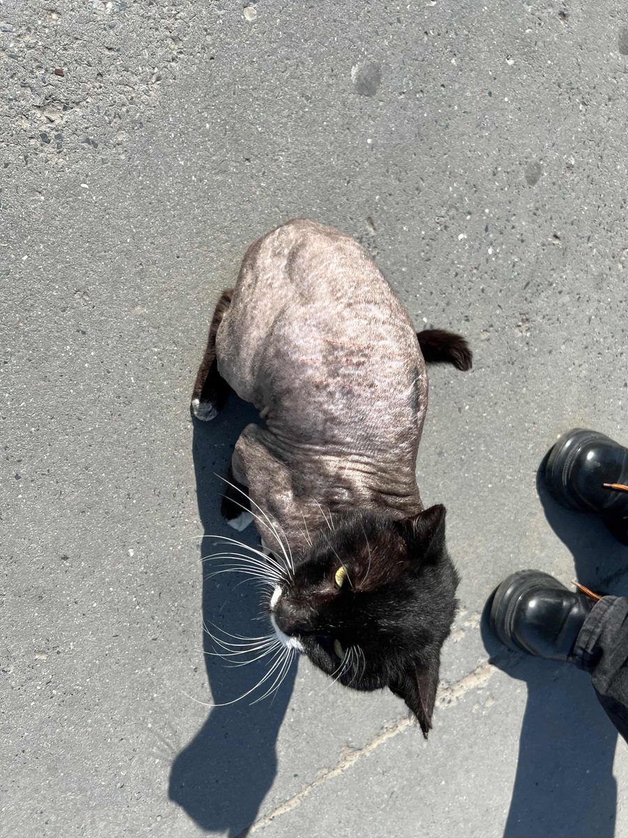 çitlembik zeyno tweet media