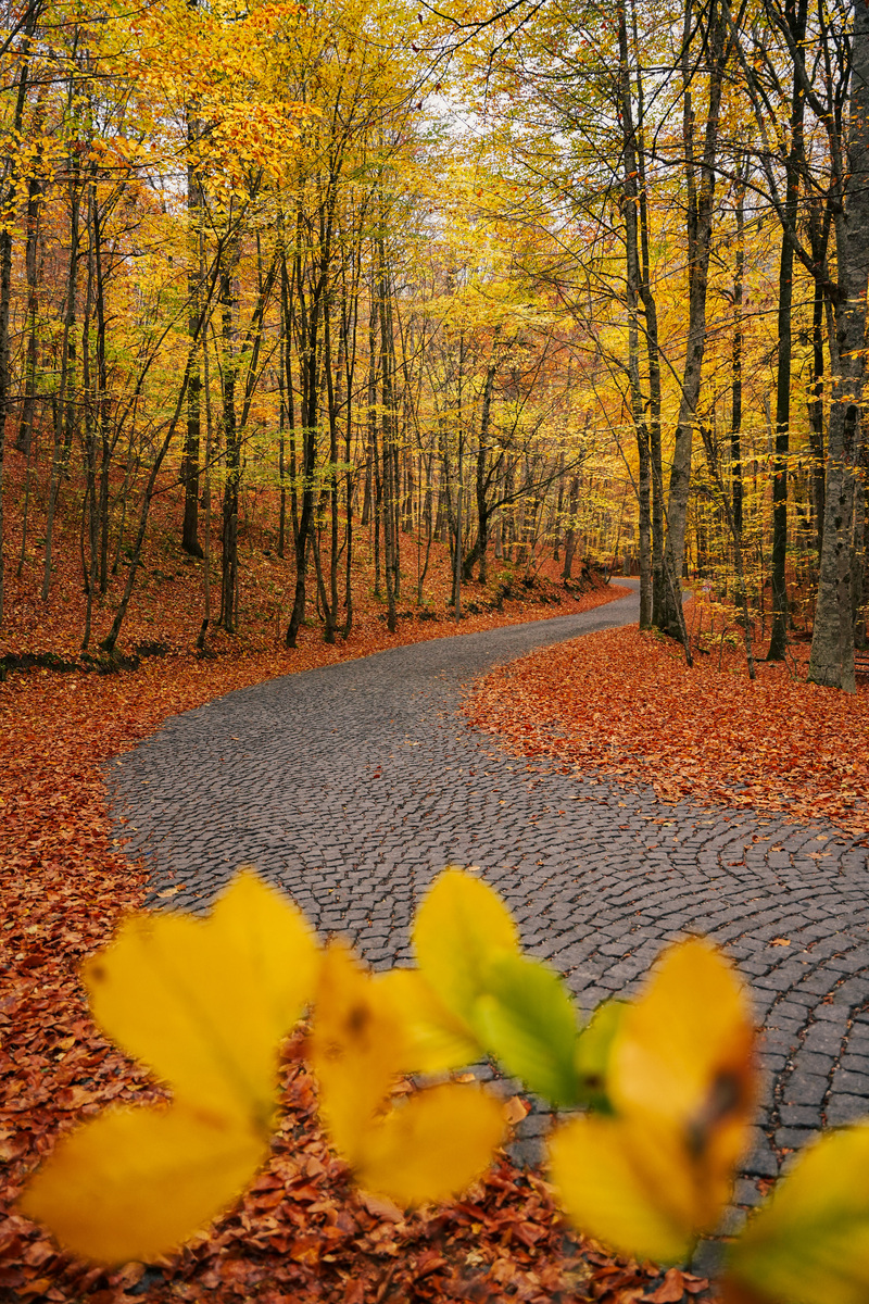 BurakCa22's tweet photo. Autumn breeze, golden leaves, and cozy coffee—perfect fall day vibes! https://t.co/kGPfV6sbOA