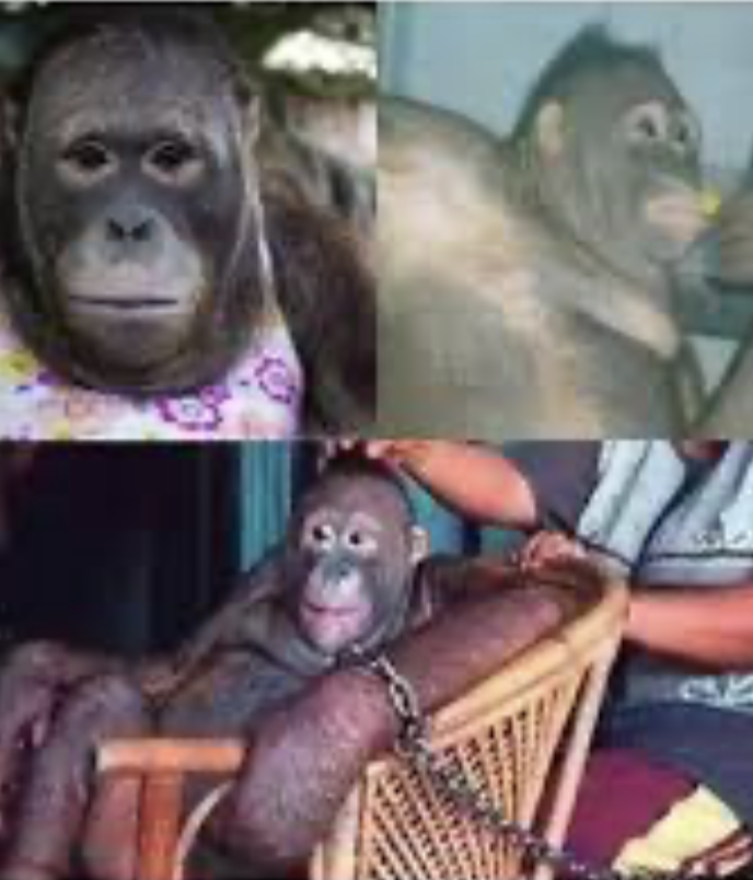 Ir. IPGSPR tweet media